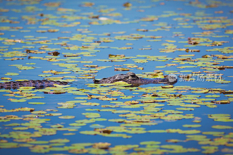Lili Pad沼泽湿地的短吻鳄，大沼泽地国家公园，佛罗里达